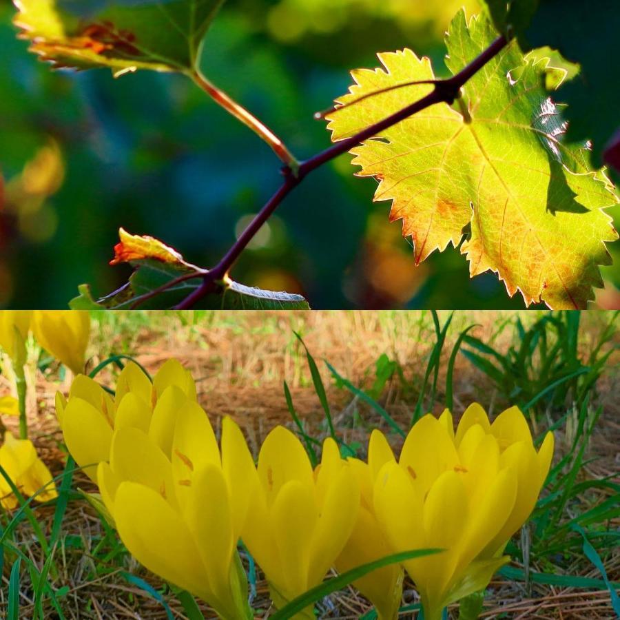 La Maison Grenadine Pres Du Canal Du Midi Tourouzelle Kültér fotó